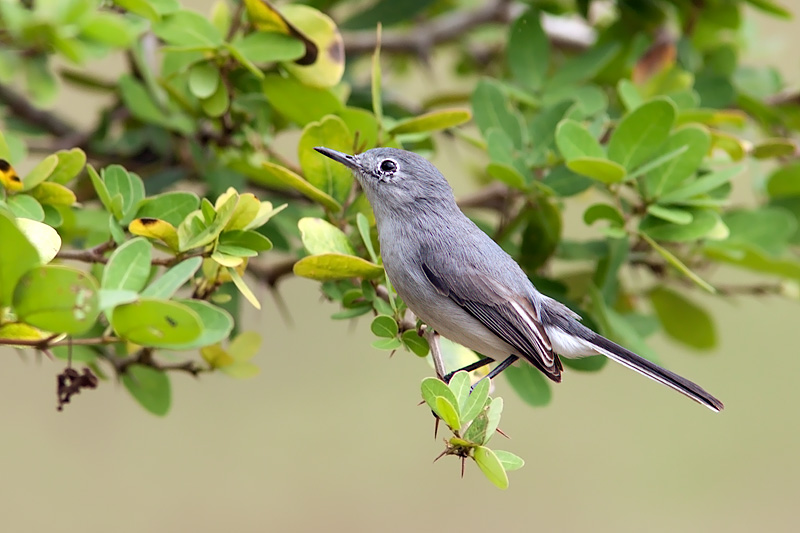 Blue-Gray Gnatcatcher (polioptila caerulea)