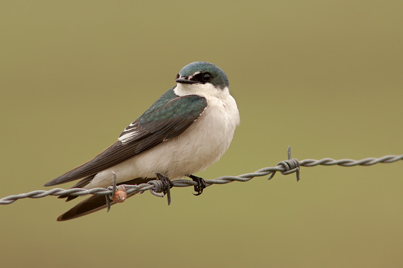 Mangrove Swallow (tachycineta albilinea)