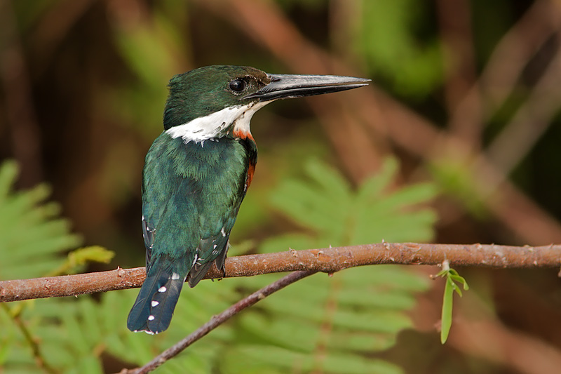 Green Kingfisher (todiramphus sanctus)