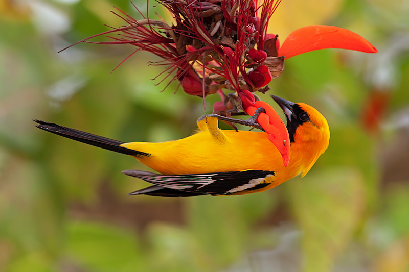 Hooded Oriole (icterus cucullatus)