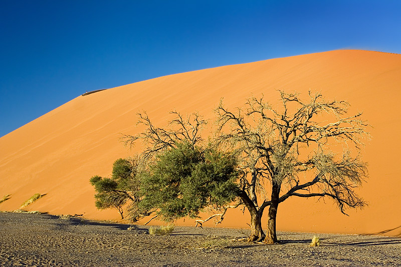 Dune with Tree