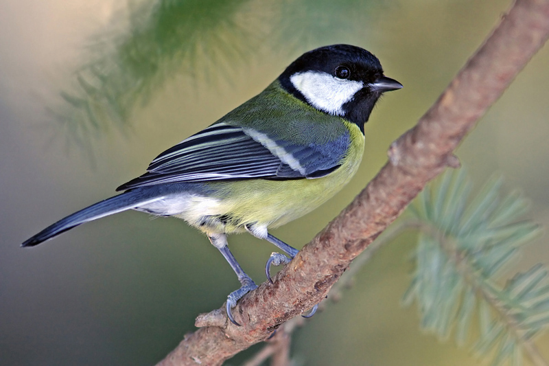 Great  Tit