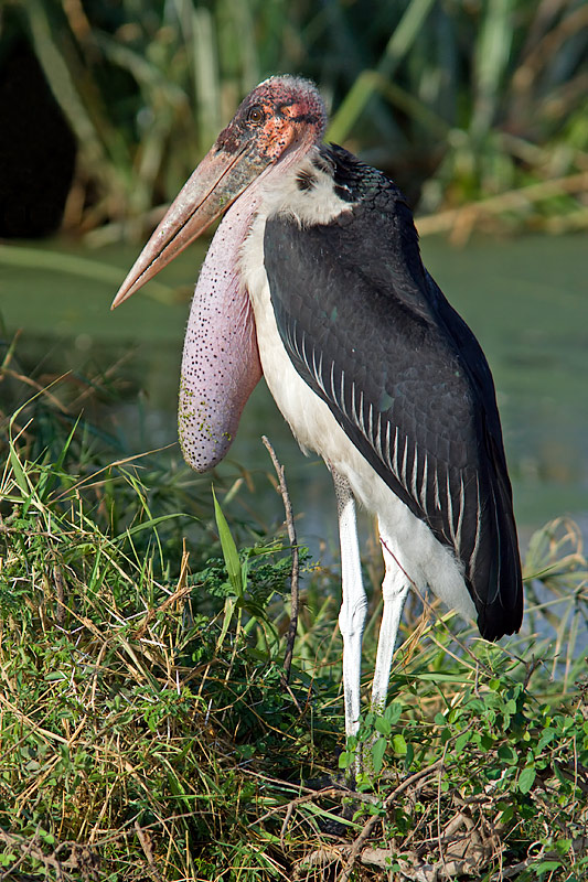 Marabou After Flight