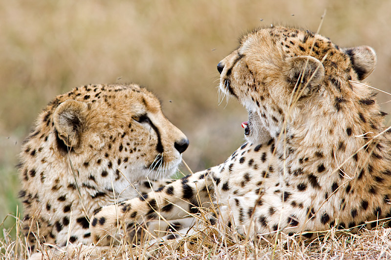 Friends (Cheetahs Playing)