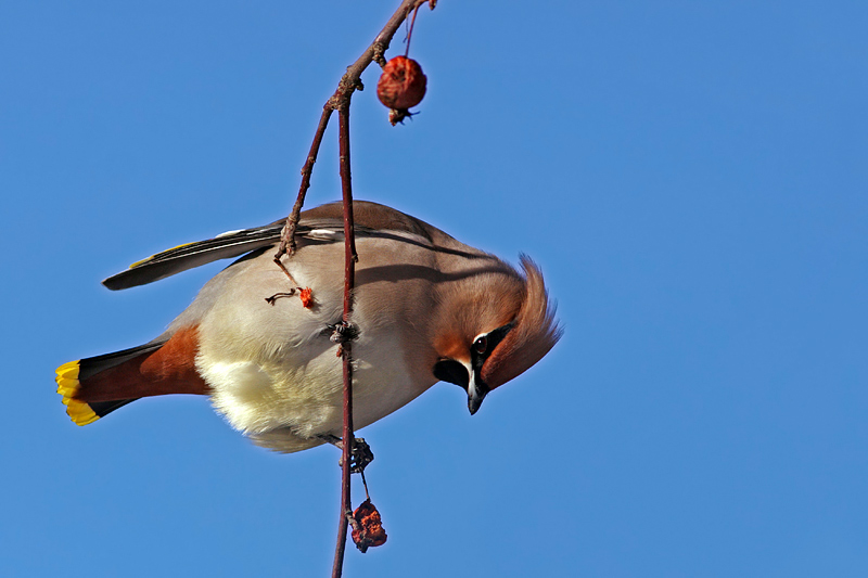 No Berries? (Bohemian Waxwing)