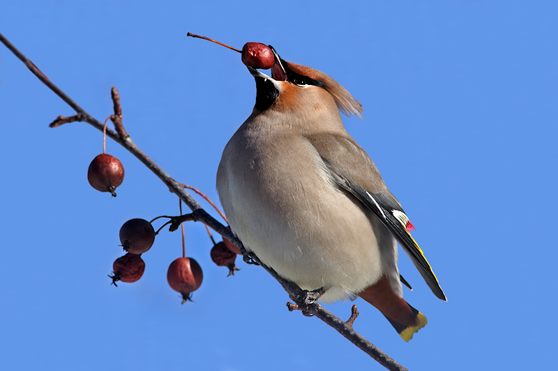 Bohemian Waxwing