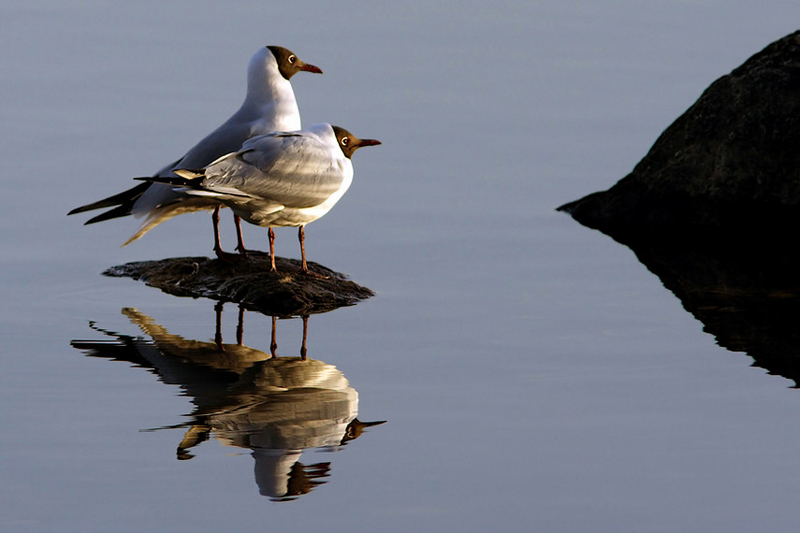 Lovers (Black-Headed Gulls, larus ridibundus)