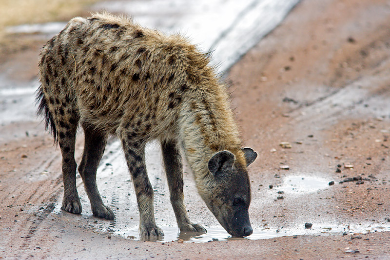 Evening Drink (Spotted Hyena)