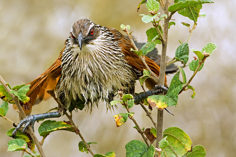 White Browed Coucal