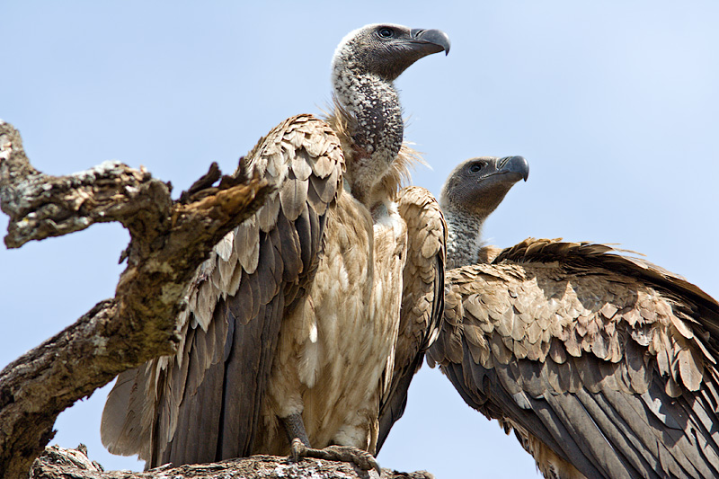 African White-Backed Vultures