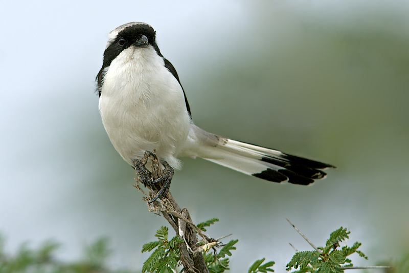 Fight Against Wind (Grey-Backed Fiscal)