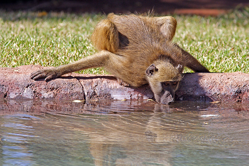 Unexpected Water Stealer (Baboon Drinking)
