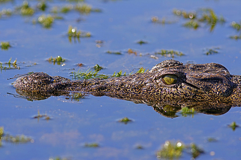 Hiding (Nile Crocodile)