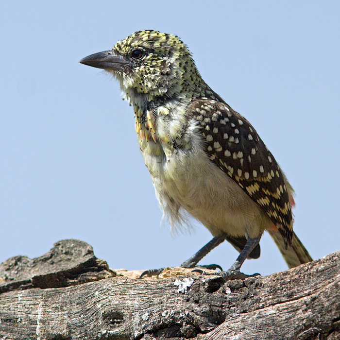 DArnouds Barbet