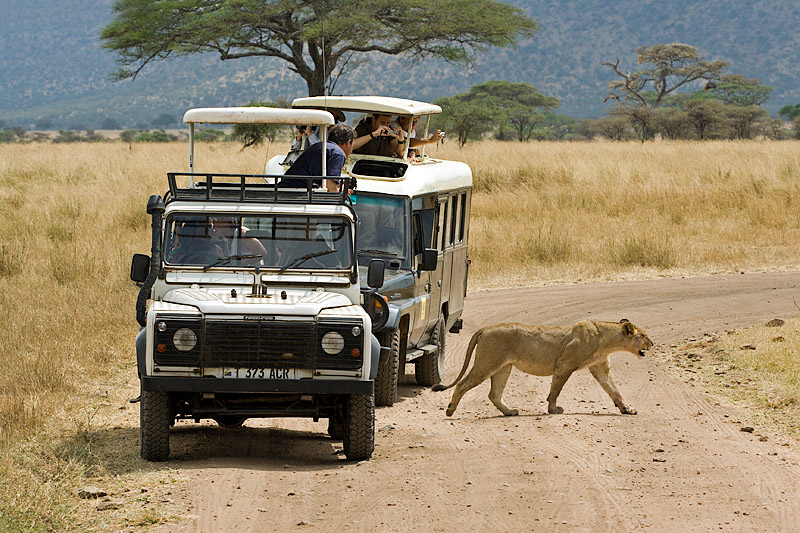 Freedom (Lion and Safari Cars)