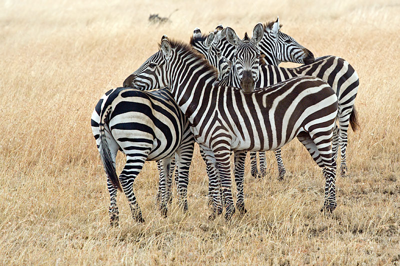 Collective Defence (Zebras)