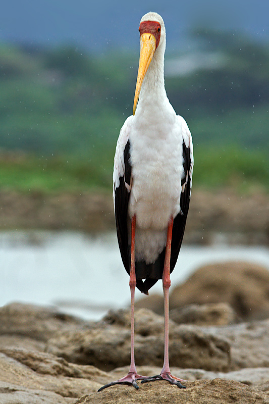 I'm Standing in the Rain (Yellow-Billed Stork)