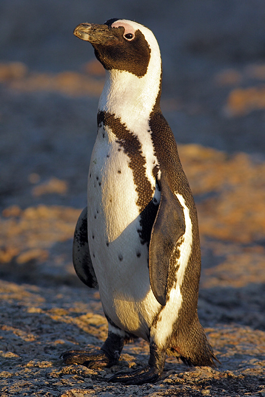 Enjoying Sunrise (Jackass Penguin)