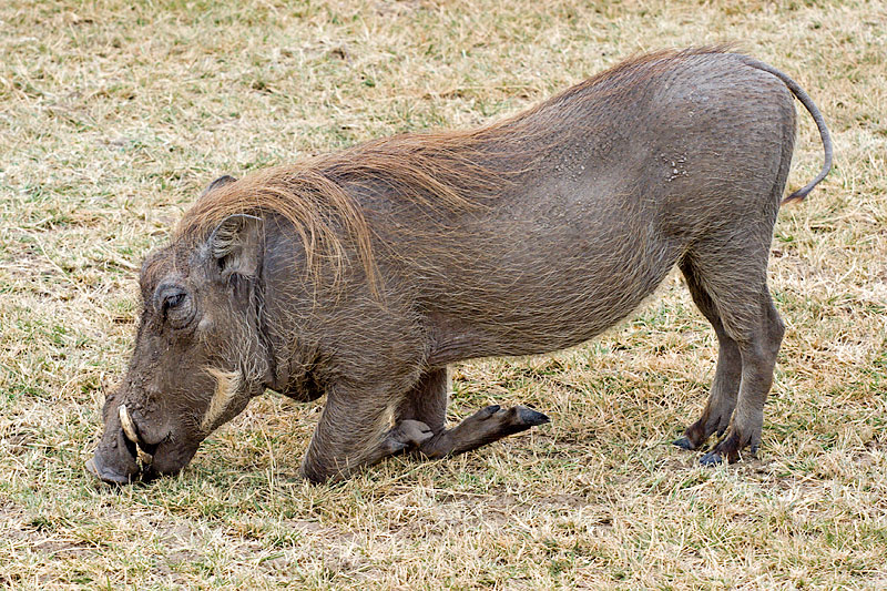 When You Don't Have Neck (Warthog Eating)