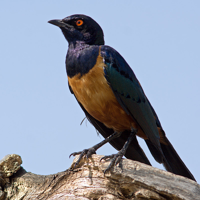 Hildebrandt's Starling