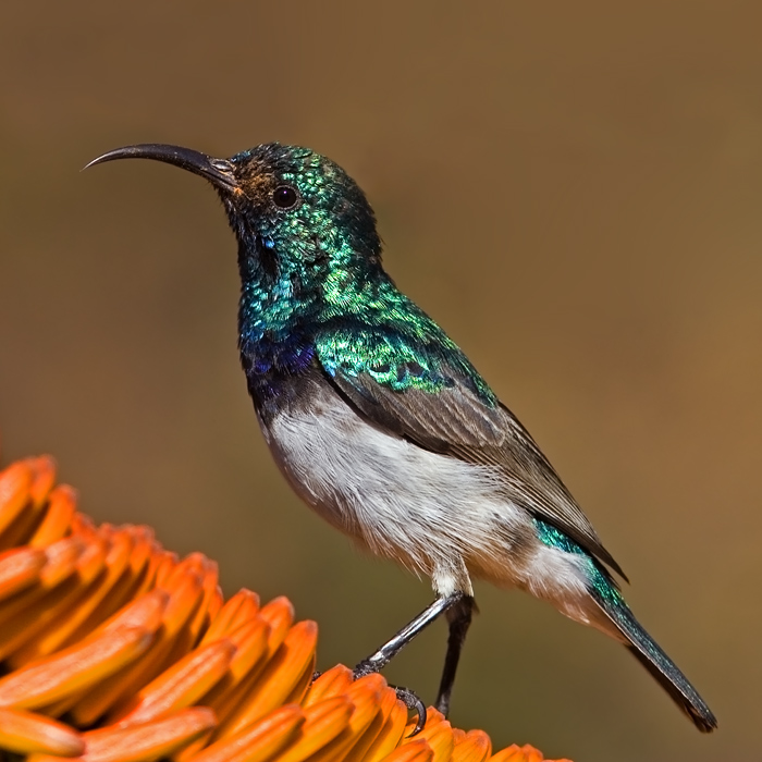 White-Bellied Sunbird