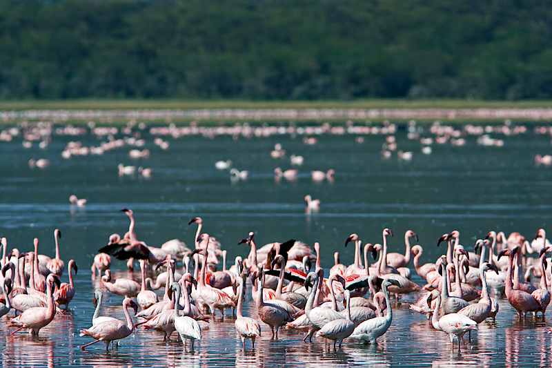 Flamingos at Lake Nakuru