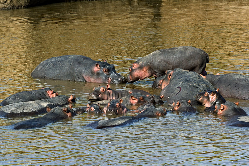 Hippo Pool
