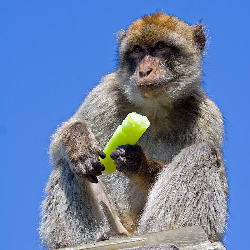 Stealer (Barbary Macaque)