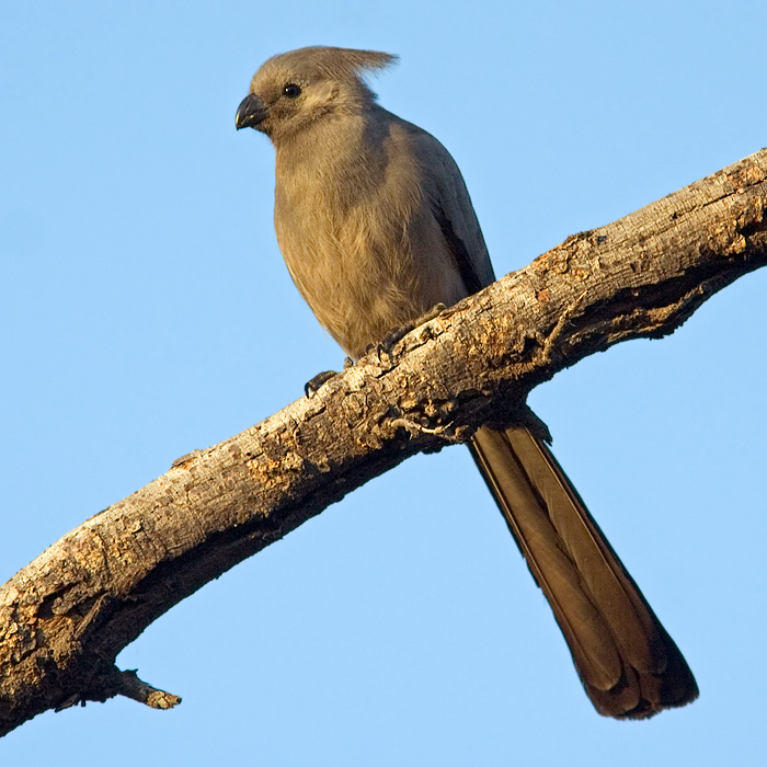 Grey Lourie