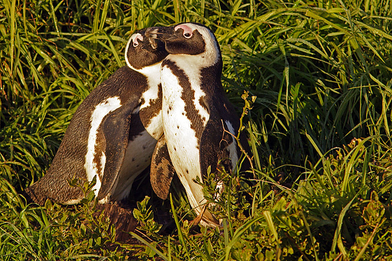 Morning Love (Jackass Penguins)