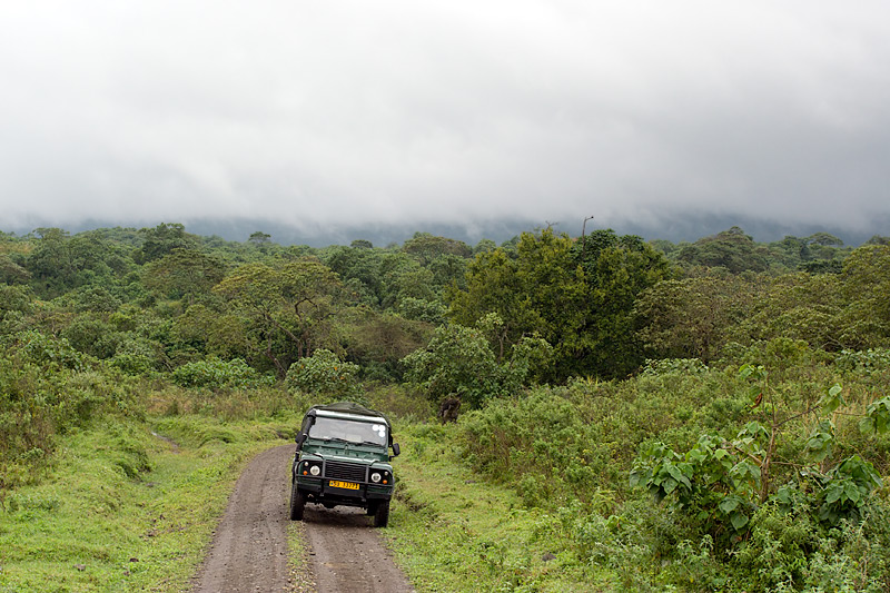 Rainy Safari on the Slopes of Mount Meru