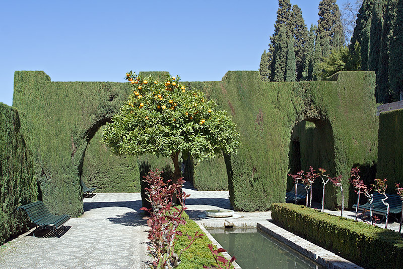 Alhambra: Generalife: Lower Gardens: Cypresses