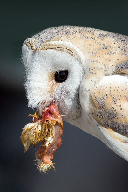 Barn Owl with Meat (tyto alba)