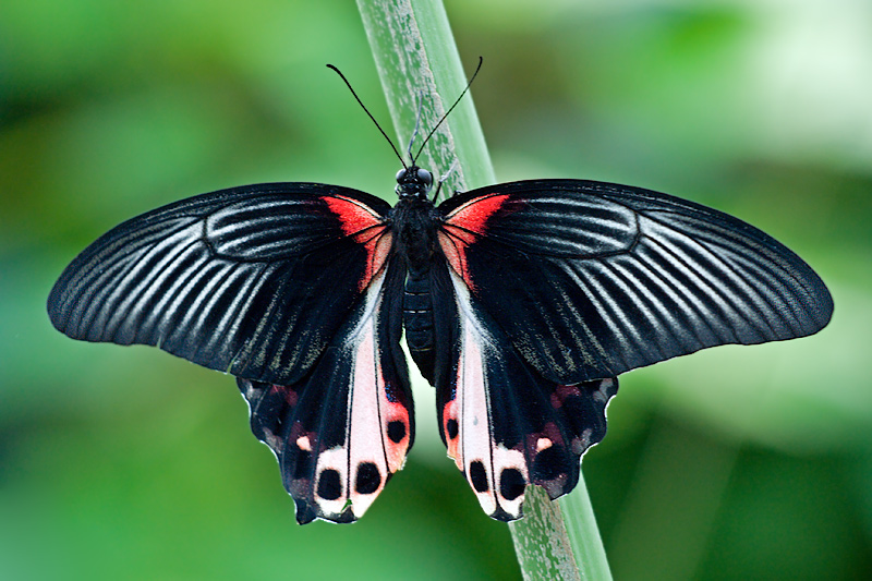 Parque de las Ciencias: Butterfly