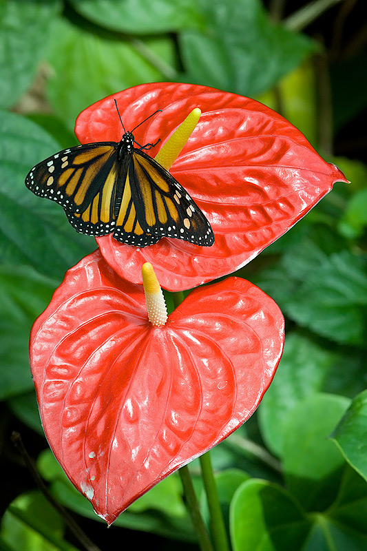 Parque de las Ciencias: Butterfly