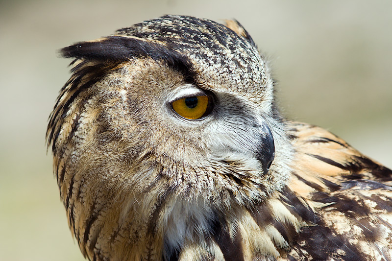 Great Horned Owl (bubo virginianus)