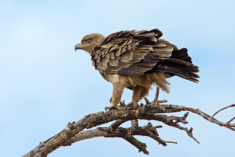 Tawny Eagle