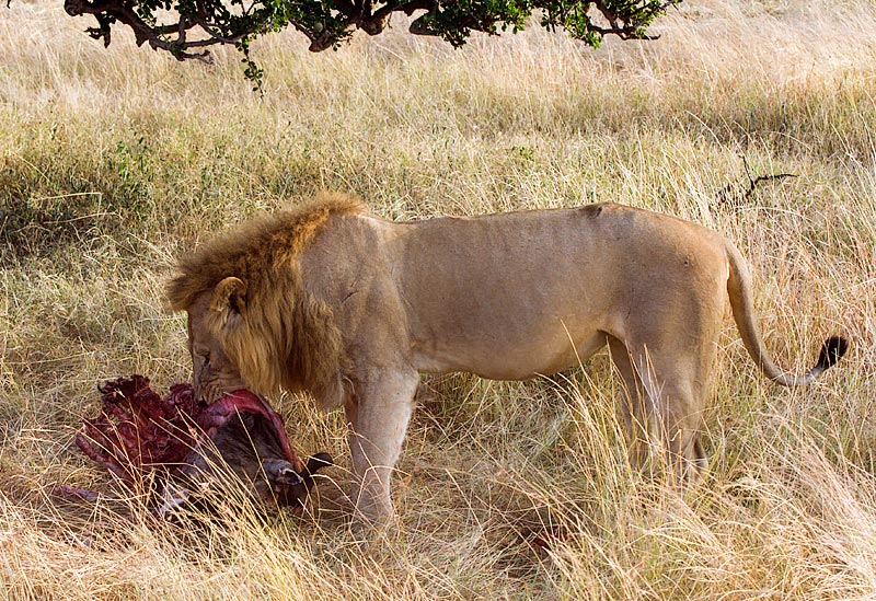 Early Breakfast (Lion Eating Buffalo)