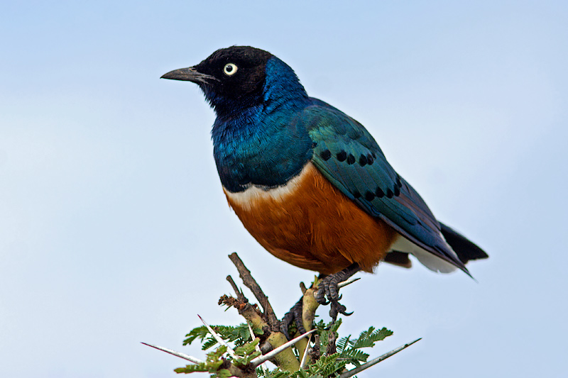 Superb Starling