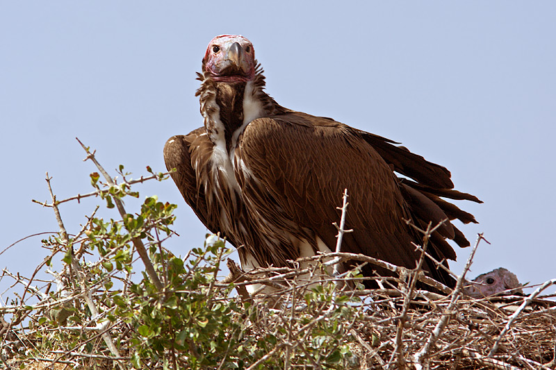 Lapped Faced Vulture