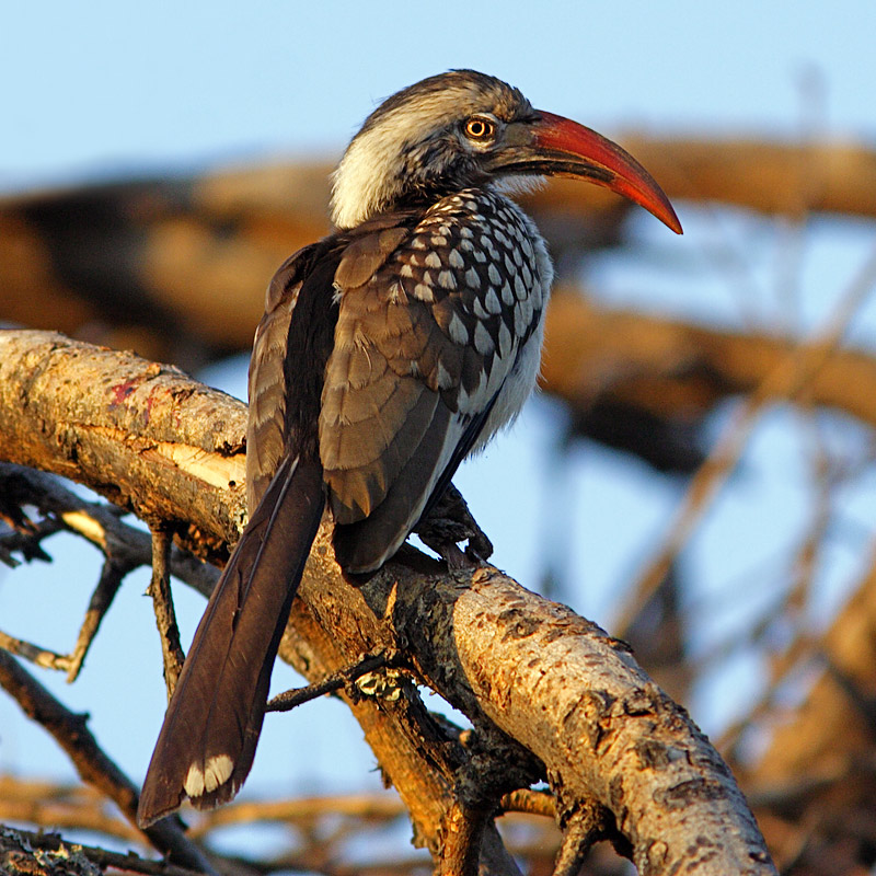 Crowned Hornbill