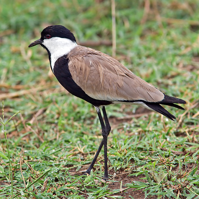 Spur-Winged Lapwing