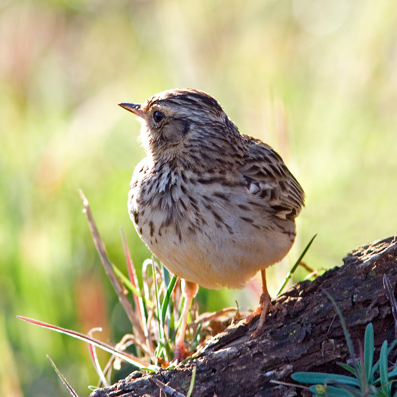 Wood Lark