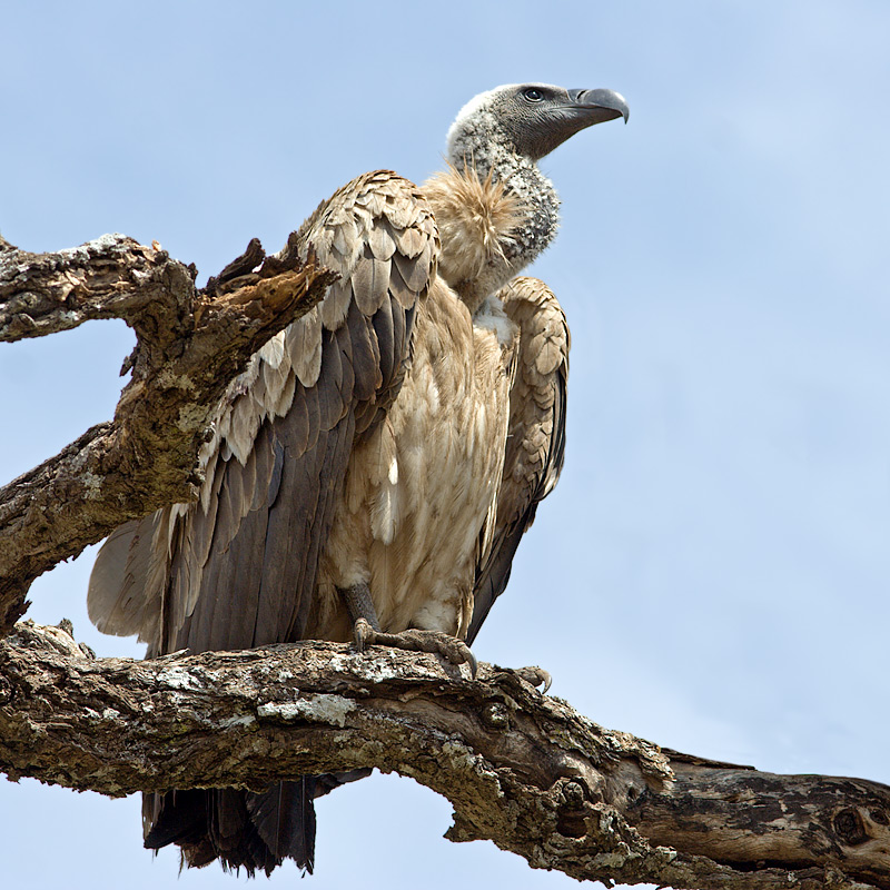 African White-Backed Vulture