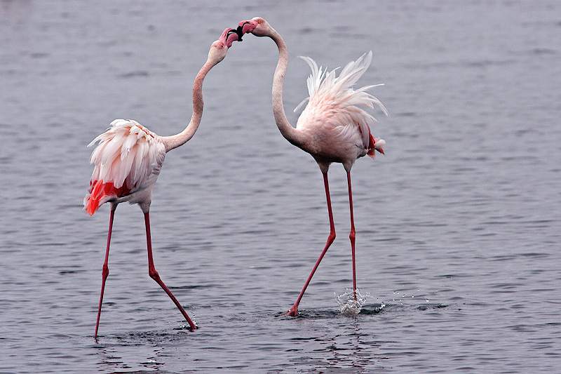 Kiss (Flamingos)