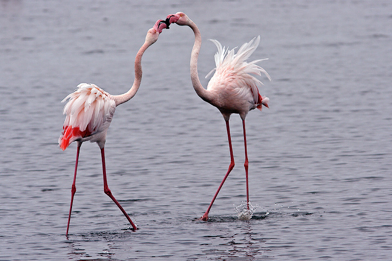 Kiss (Flamingos)