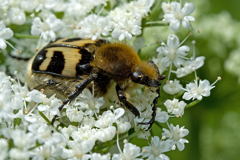 Bee Beatle (trichius fasciatus)