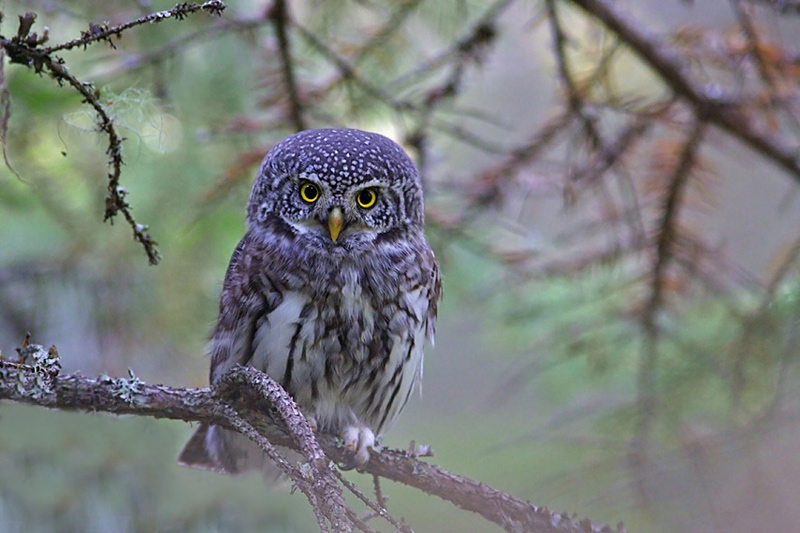 Pygmy Owl