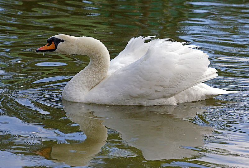 Mute Swan (cygnus olor)