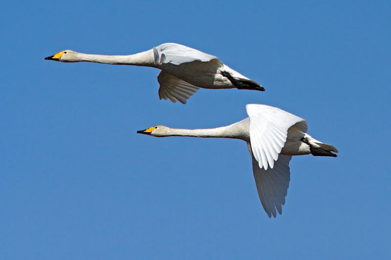 Whooper Swans (cygnus cygnus)